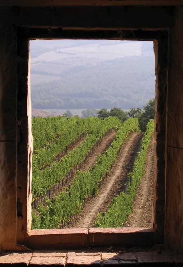 The beautiful vineyards of Tenute Silvio Nardi in Montalcino